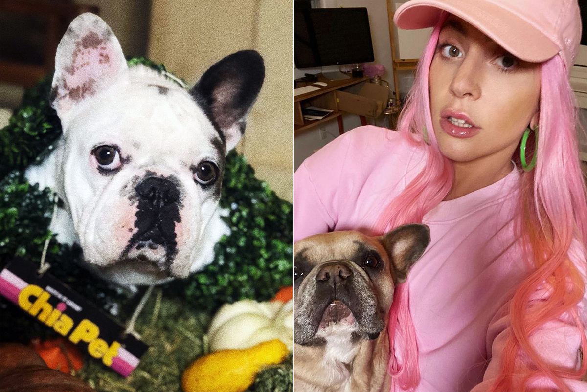 Lady Gaga oferece R$ 2,8 milhões por resgate de cachorros sequestrados